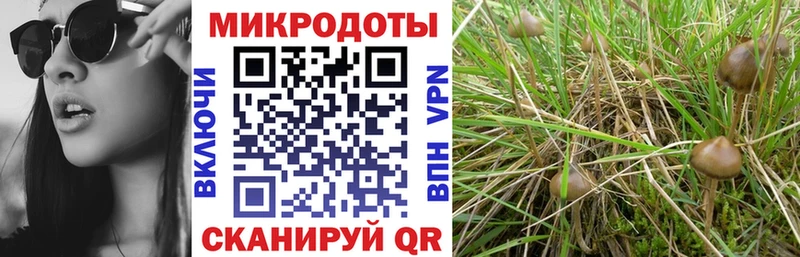 Купить  Лагань  Псилоцибиновые грибы прущие грибы 